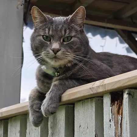 Luksusowy namiot Bell-tent Zuid
