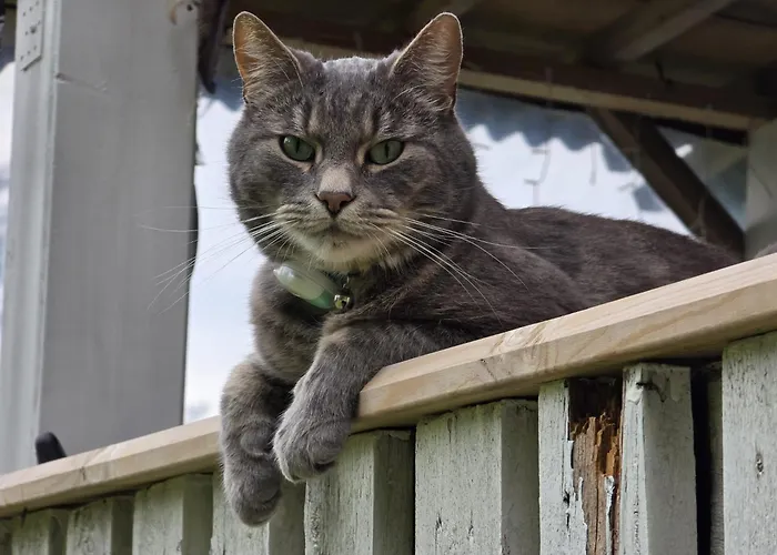 אוהל מפואר Bell-tent Zuid